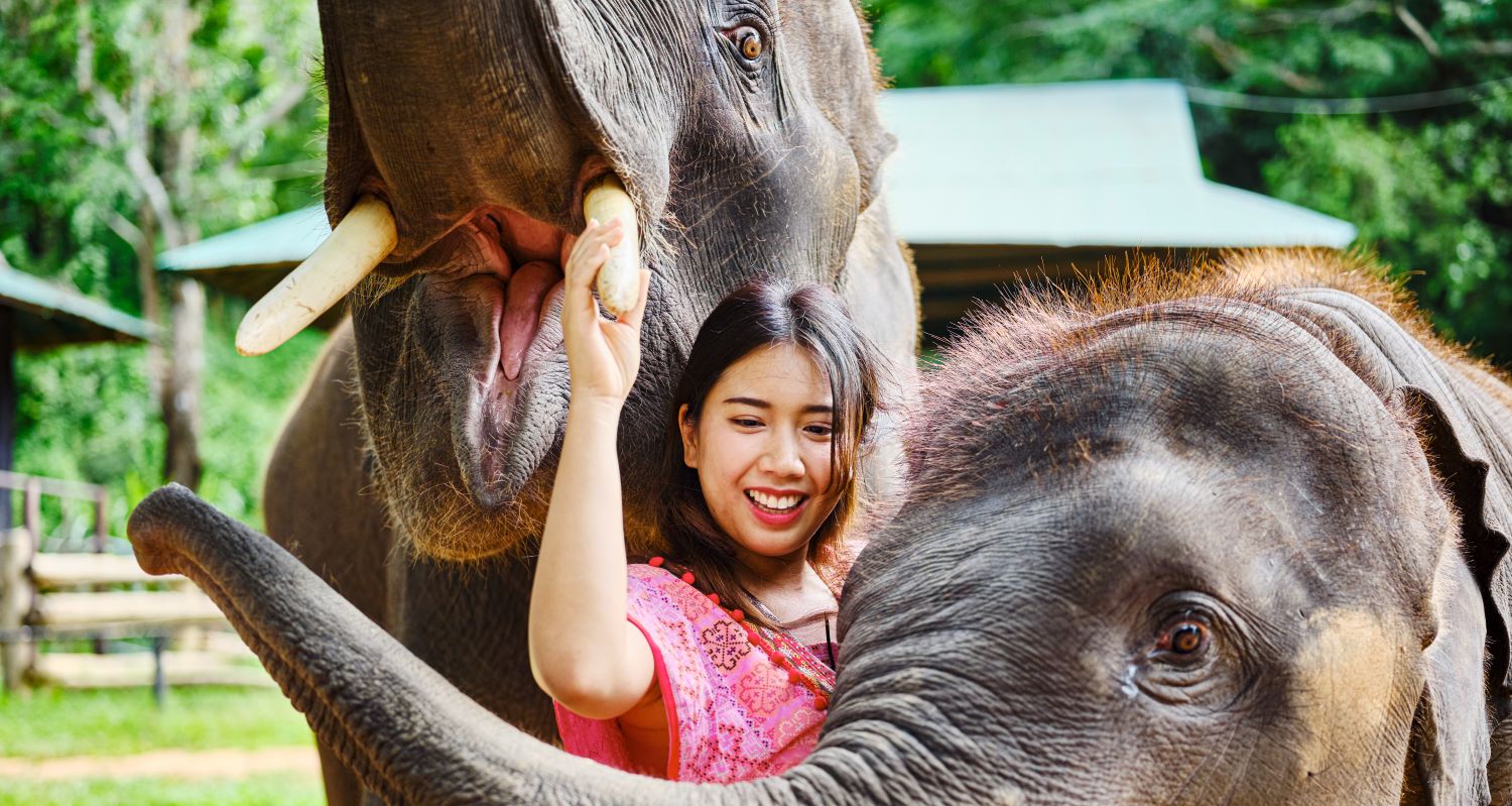 elephant tour koh samui